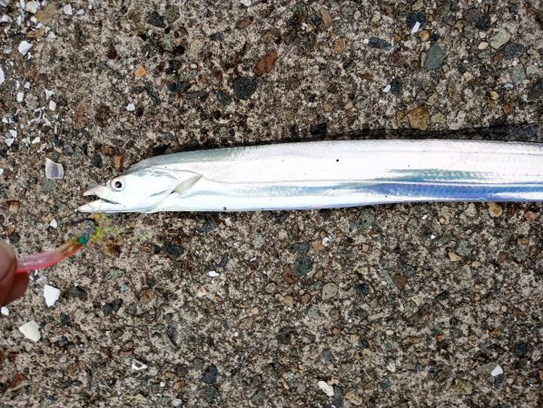 金沢港アジ必勝法