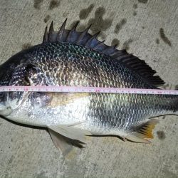 2024/07/19 南港ヘチ釣り釣行