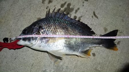 2024/07/19 南港ヘチ釣り釣行