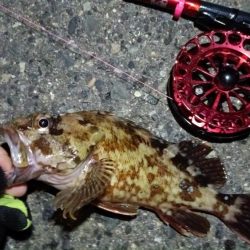 2024/07/20 南港ヘチ釣り釣行