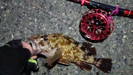 2024/07/20 南港ヘチ釣り釣行