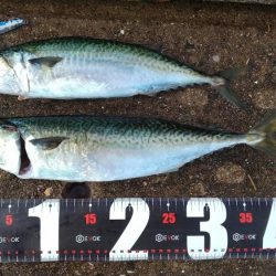 神戸空港、メタルジグで大サバ×2匹