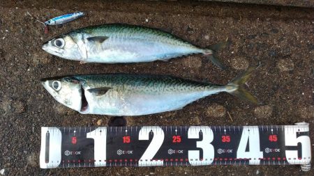 神戸空港、メタルジグで大サバ×2匹