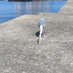 播磨新島釣行２０