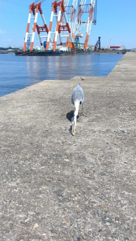 播磨新島釣行２０