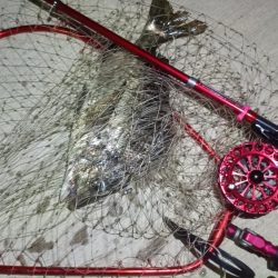 2024/07/28 南港ヘチ釣り釣行