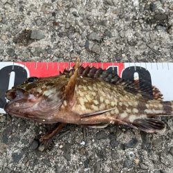 型は小さいがよく釣れる。ただしポイントにより若干ムラがあるみたい。