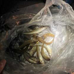 魚種は豊富だが型が小さい。ライトゲームは楽しめる