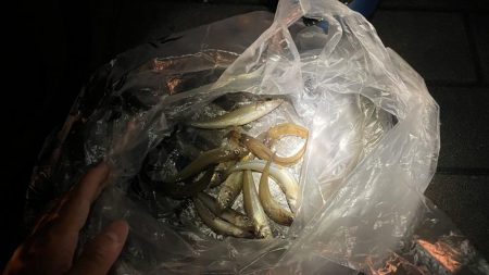 魚種は豊富だが型が小さい。ライトゲームは楽しめる