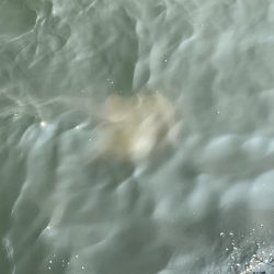 雨の後の川濁り