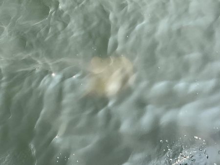 雨の後の川濁り