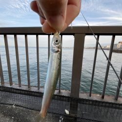 全方向イワシさん