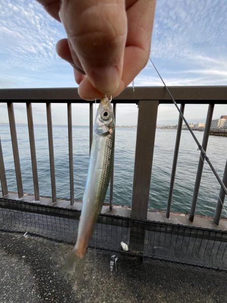 全方向イワシさん