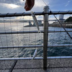 サビキ御三家回遊中