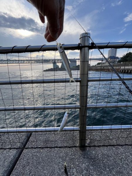 サビキ御三家回遊中