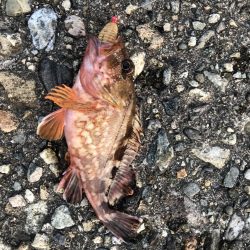 香住ふるさと祭りに帰省