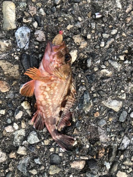 香住ふるさと祭りに帰省