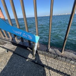 イワシ　ゴミ多め