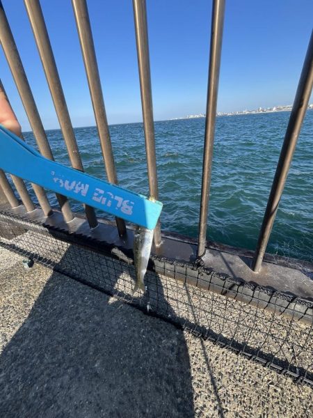 イワシ　ゴミ多め