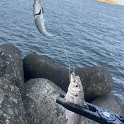 恐るべしジグサビキ