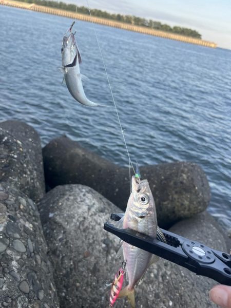 恐るべしジグサビキ