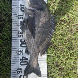 イチノ兄弟、釣果!