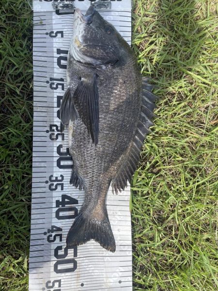 イチノ兄弟、釣果!