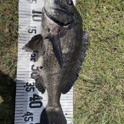 イチノ兄弟、釣果!