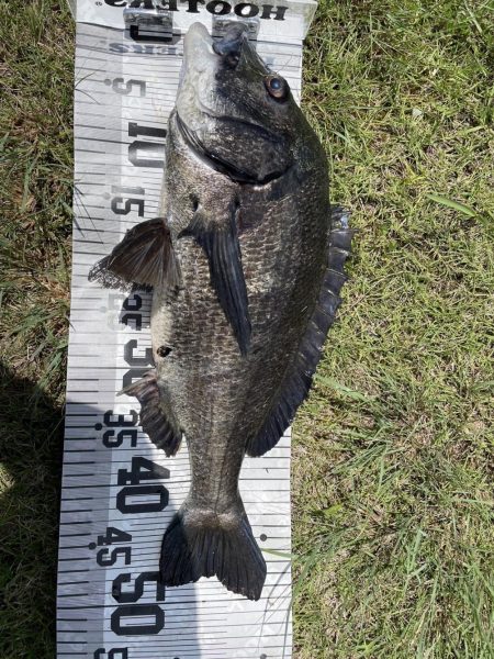 イチノ兄弟、釣果!