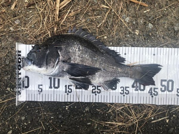 イチノ兄弟、釣果！