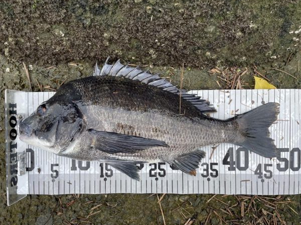 イチノ兄弟、釣果！