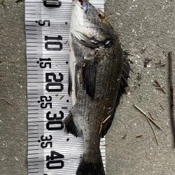 イチノ兄弟、釣果!