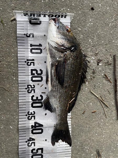 イチノ兄弟、釣果!