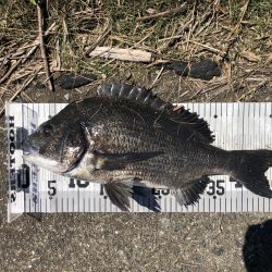 イチノ兄弟、釣果!