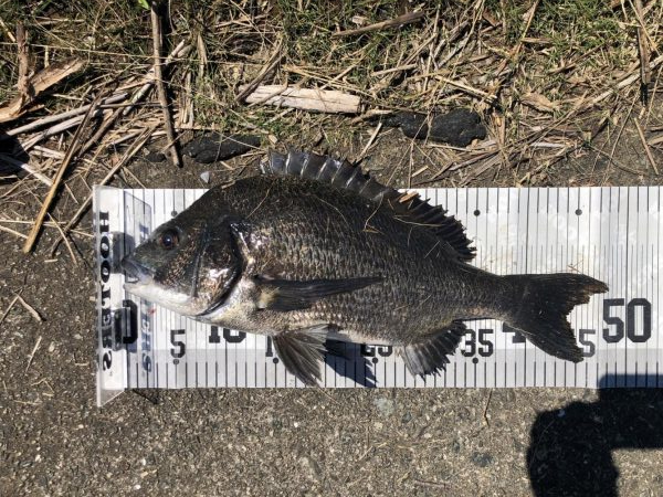 イチノ兄弟、釣果!