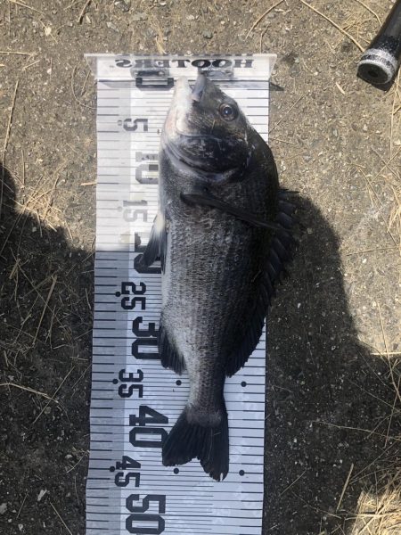 イチノ兄弟、釣果！