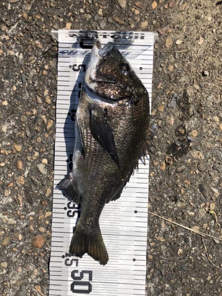 イチノ兄弟、釣果!