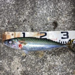 大サバとグレ狙い