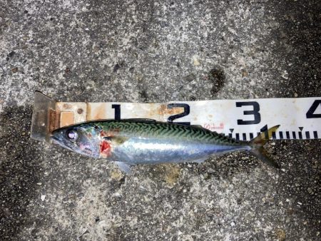 大サバとグレ狙い