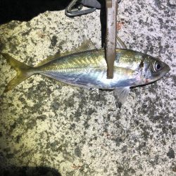 暑すぎアジング