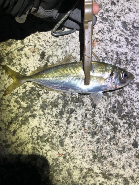 暑すぎアジング