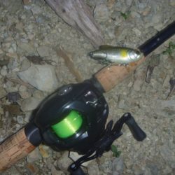 梅雨明けの淡水魚