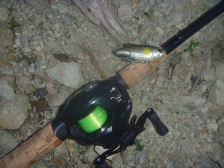 梅雨明けの淡水魚