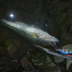 そよ風バス釣り