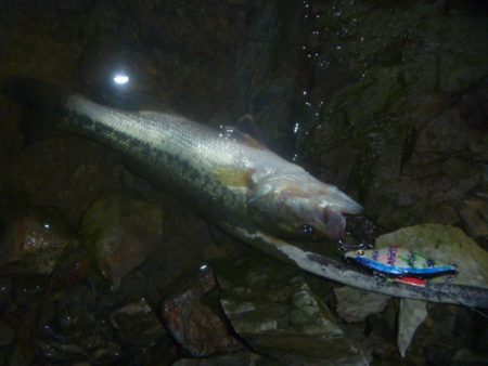そよ風バス釣り