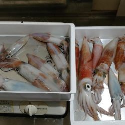 敦賀イカメタルゲーム