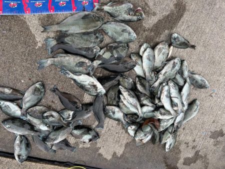 魚津港 フカセ釣り