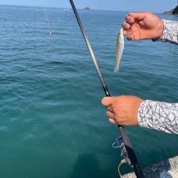 シロギスタ、本庄浜竜宮城で玉手箱