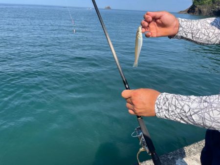 シロギスタ、本庄浜竜宮城で玉手箱