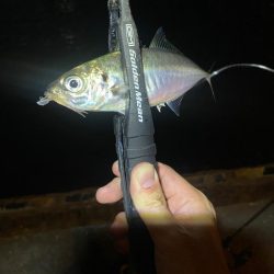 アジングつ抜け